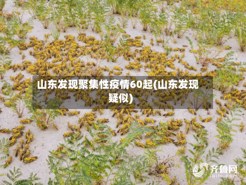 山东发现聚集性疫情60起(山东发现疑似)-第2张图片