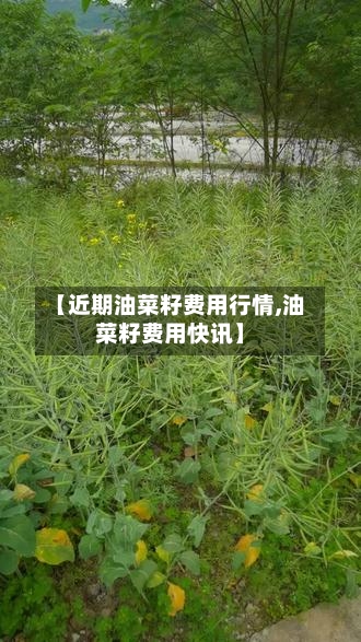 【近期油菜籽费用行情,油菜籽费用快讯】-第1张图片