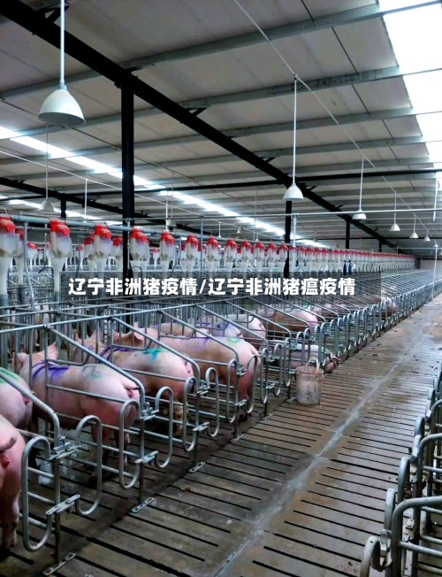 辽宁非洲猪疫情/辽宁非洲猪瘟疫情-第1张图片