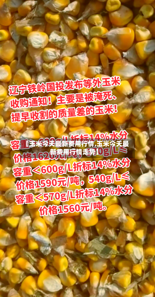 【玉米今天最新费用行情,玉米今天最新费用行情走势】-第3张图片