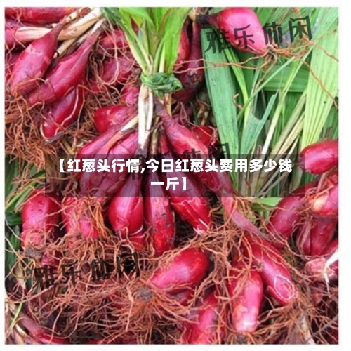 【红葱头行情,今日红葱头费用多少钱一斤】-第1张图片