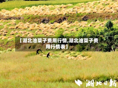 【湖北油菜子费用行情,湖北油菜子费用行情表】-第1张图片
