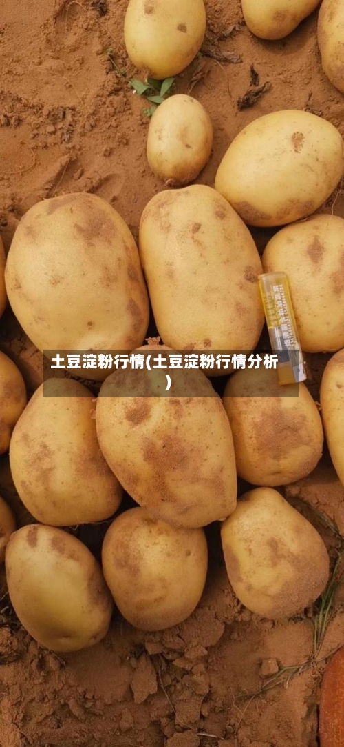 土豆淀粉行情(土豆淀粉行情分析)-第1张图片