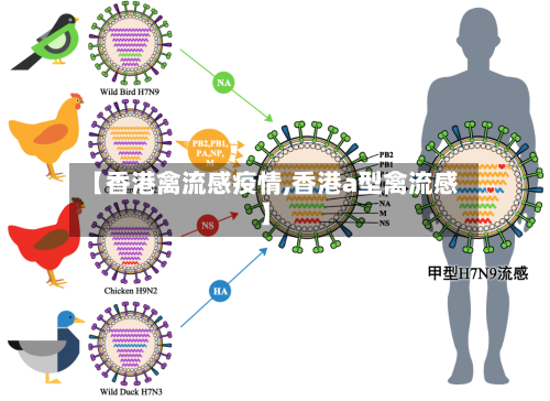 【香港禽流感疫情,香港a型禽流感】-第3张图片