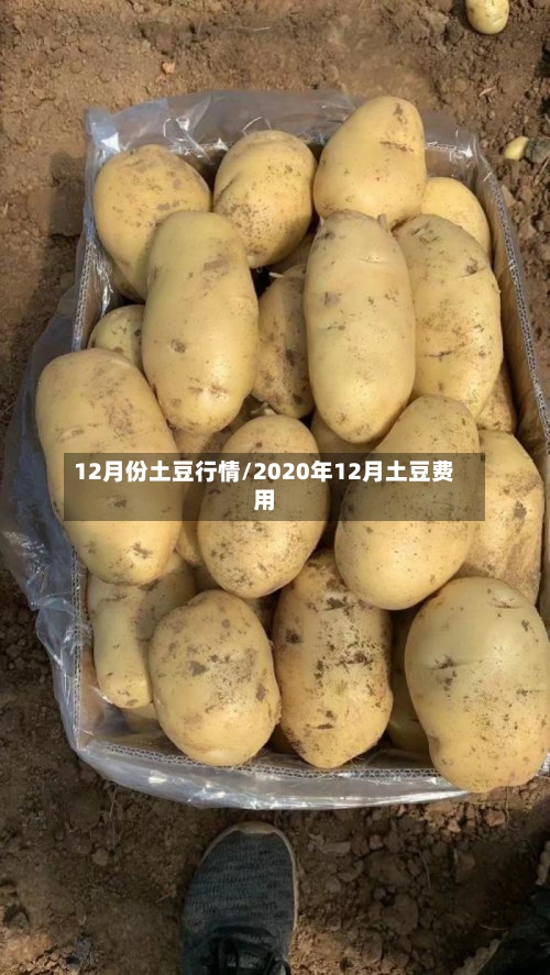 12月份土豆行情/2020年12月土豆费用-第1张图片